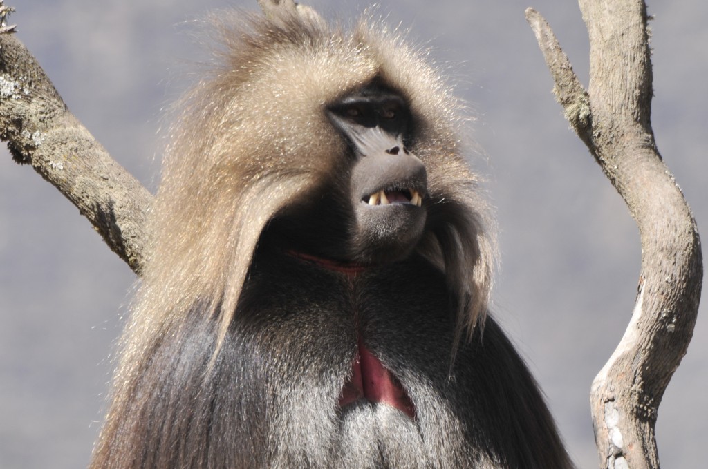 REISJUNK | 5 highlights van Ethiopië