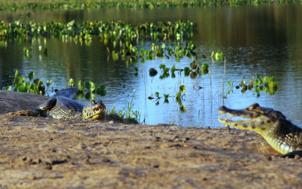 brazilie-pantanal-kaaimannen