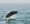 5 Tips voor whale watching in Reykjavik